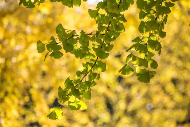 长宁最全银杏打卡点来啦，还有“宁宁”的私藏点位哦～【看“宁”的】