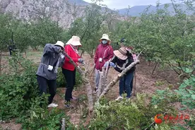 西和：花椒嫁接改良助推产业提质增效图片