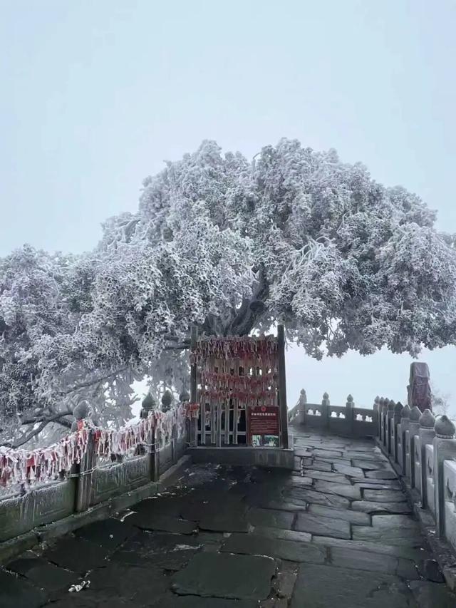 不是雪，却比雪更梦幻！