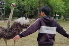 “00后”驯服鸵鸟当坐骑网友：感觉骑马都不香了图片