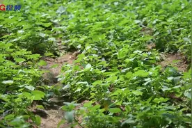 薯菜宴：看小小地瓜叶如何吃出新花样图片