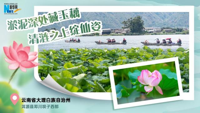 云南夏日赏荷图鉴