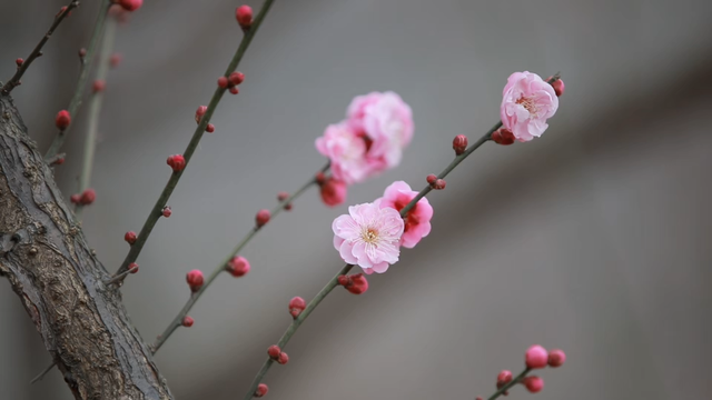 “Mei，我在连云港想开了！”