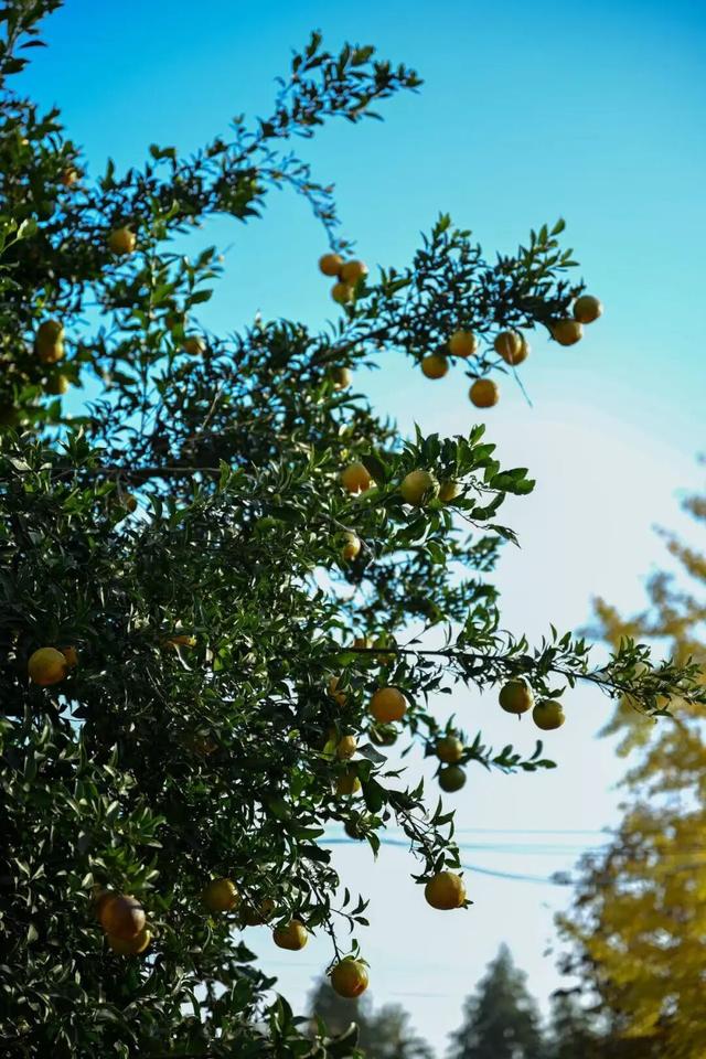 哇，青浦这条红色线路的初冬太美了~