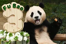 旅韩大熊猫“福宝”今年回家图片