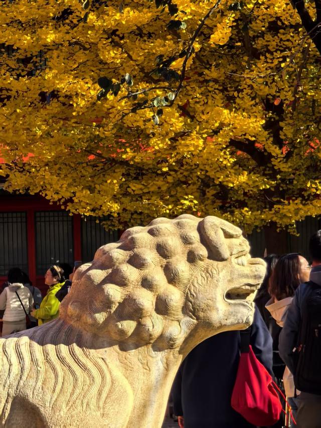 万里无云，阳光正好！周末到公园欣赏北京的秋