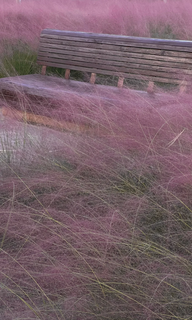 上海竟然藏了一片长满粉黛与芦苇的免费小众仙境！还有水杉渐红→
