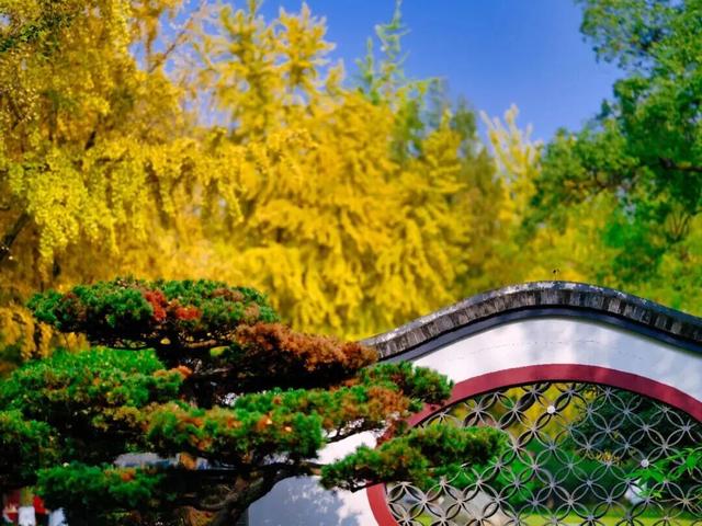 顶流预警！青羊银杏观叶指南来了