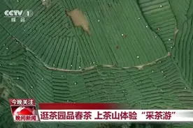 CCTV-1晚间新闻聚焦：名山区茶文旅融合发展新风貌图片