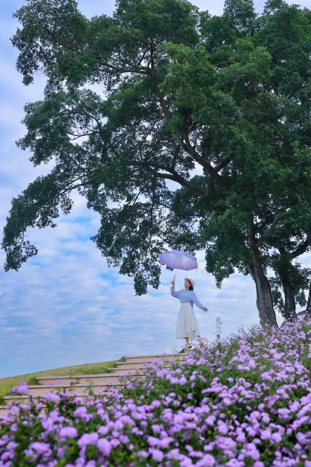 大美青秀山 | 叶子花园、丘石花园、音乐大草坪、金杉湖即将迎来冬日最佳观赏期！