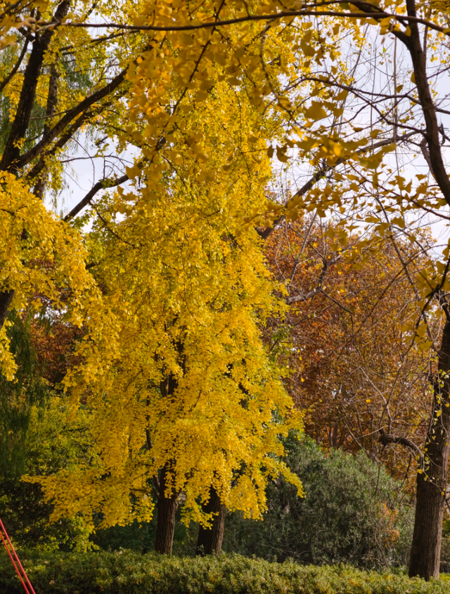 静安“银杏车站”迎来最美时刻！满眼的金色浪漫……（附全区银杏打卡点位）