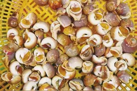 探访青岛市场：十种海螺各有特点 不在大小有鲜则灵图片