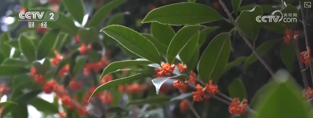 “斑斓秋色+新潮玩法”点燃赏秋游新热力 文旅新消费活力十足