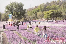紫罗兰盛放！翔安香山花海迎客图片