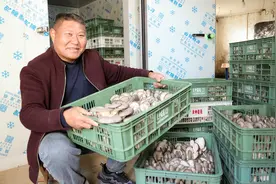 驿城区：平菇迎丰收 撑起“致富伞”图片