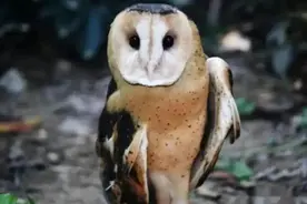 天寒地冻人心暖，一只“可爱萌物”被救助→图片