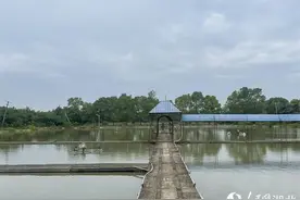 一条鱼游出致富路图片