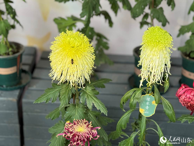 泉映菊韵正当时