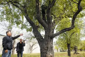 守护古枣林 留住这乡愁图片