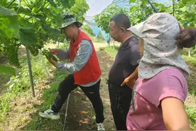 葡萄园里来了科技特派员图片