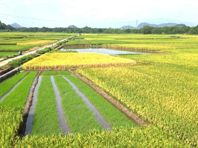 绘出丰收美景