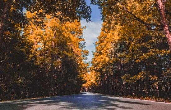 这三条慢跑路线，让你享受申城秋日风景