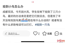 暴雨后捡到小鸟怎么办？专家：别带走，这些误区可能让鸟儿无法生存→图片