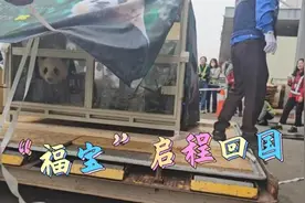 大熊猫福宝准备起飞回国，登机画面公布图片