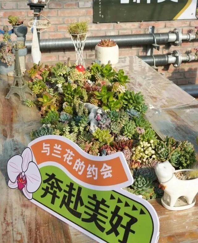 太美了！北京室内花海绽放，“兰”不住的冬日浪漫