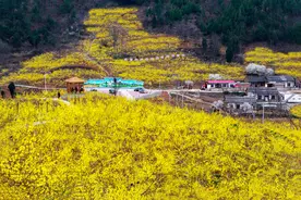 卢氏连翘何以翘楚？图片