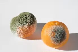 二手平台一个发霉橘子卖到500多块 究竟是谁在抢购？图片