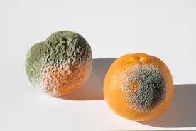 二手平台一个发霉橘子卖500多块，究竟是谁在买？图片