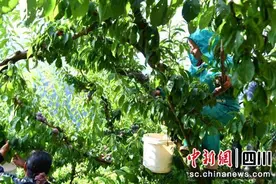 汶川：红脆李成熟上市 乡村振兴路子“红”起来图片