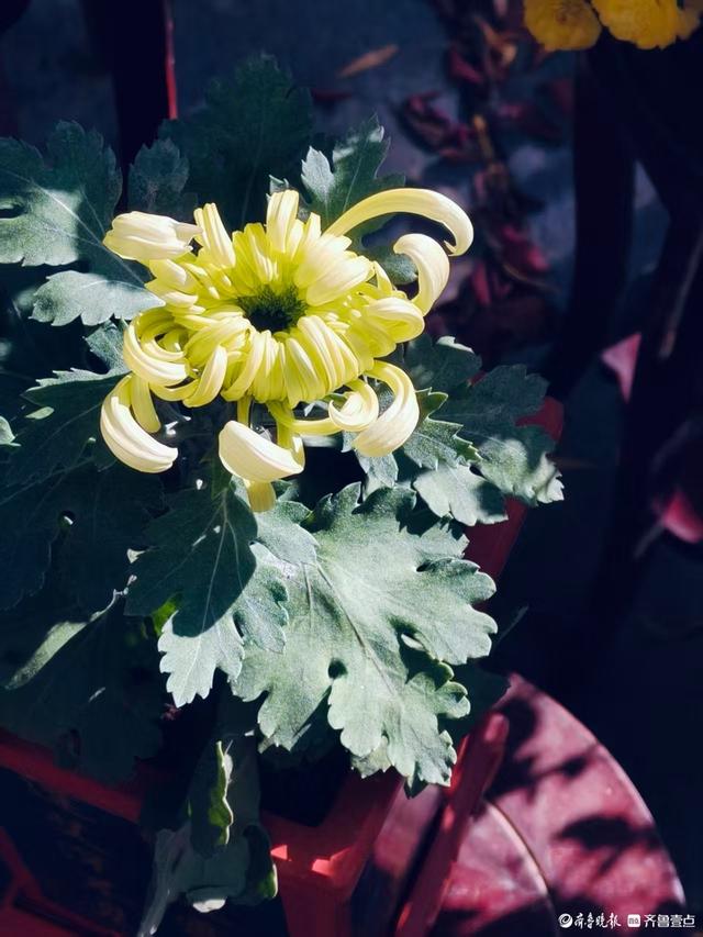 秋高气爽，济南观泉赏菊好时光