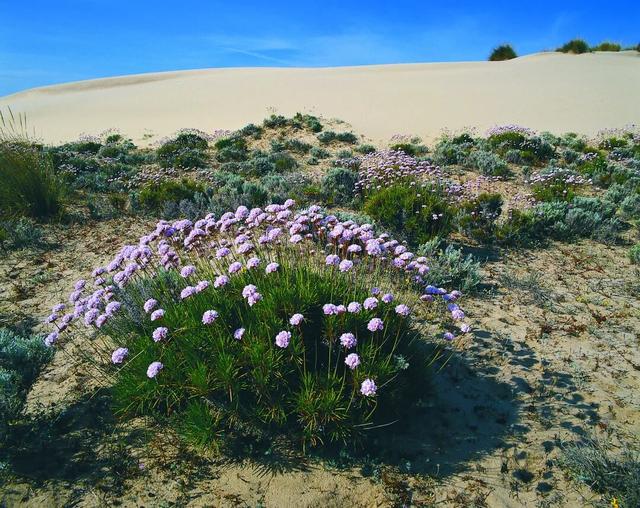 直播预告：四天联播西班牙国家公园系列之多尼亚纳