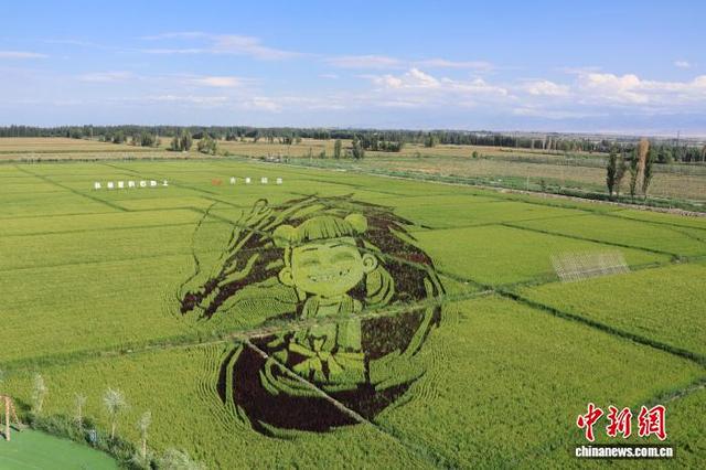 新疆伊犁：巨幅稻田画迎最佳观赏期