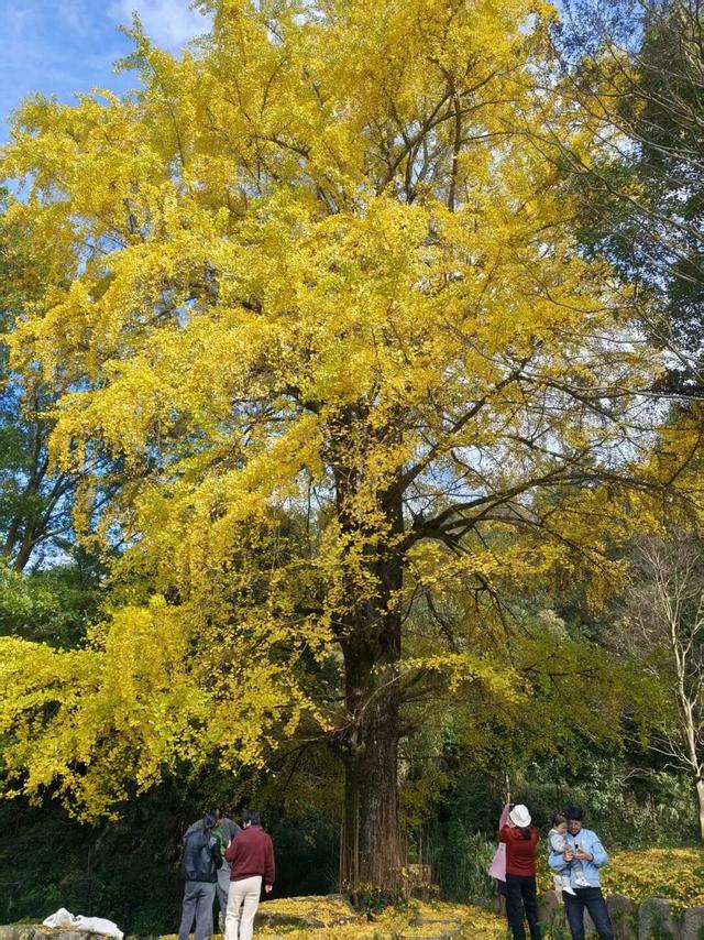 金色盛装！永新黄竹岭古银杏迎来“高光时刻”