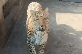 网红“豹警官”有了新伙伴：动物园新增狐狸浣熊梅花鹿等，还将引进狮子河马图片