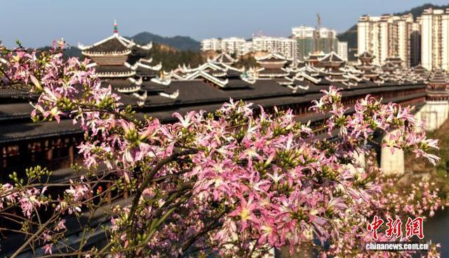 广西三江侗乡：花映廊桥美如画