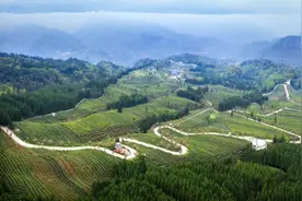 小支持助力三产融合 马边绿茶品牌价值达26.4亿元图片