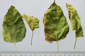 京城名医施今墨常用对药（下）图片