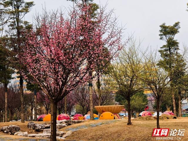深冬腊月，去安乡八芒星广场寻找第一缕花香