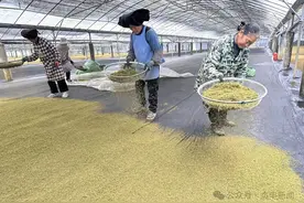 贞丰：“蔬”香“苔”绿绘丰景图片