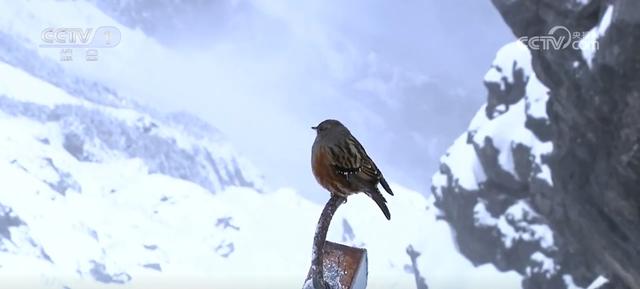 多地冬日美景激发冰雪活力 “冷”资源点燃文旅市场“热”消费