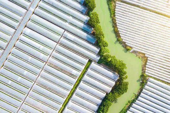 都市天际线下的葡萄藤 是上海马陆镇的混搭美学