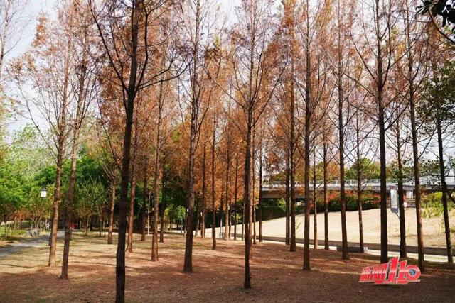 “顶流”回归！近期，福州大量出现