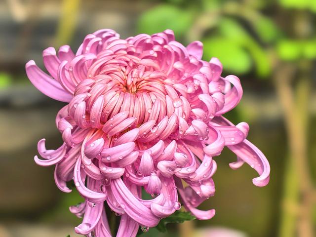 到红螺寺看室内菊花展：主打一个温暖清新