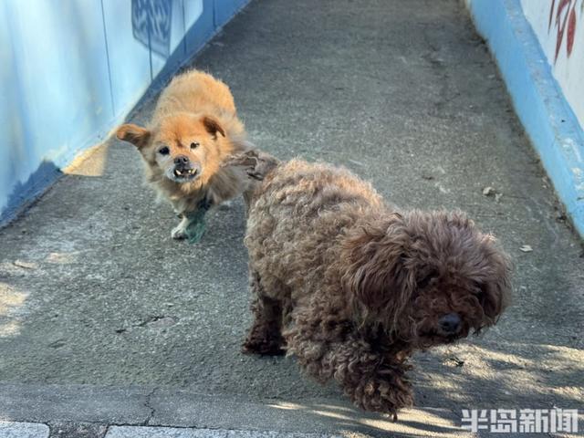 青岛宝藏海岛｜游客爆炸式增长，昔日偏远小岛变身旅游胜地