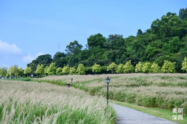 深圳「夏日草原」免费开放，随手拍出电影感！