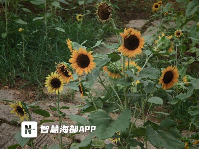 游客称自带向日葵游花海公园被阻，公园回应：为了防误采，可与安保人员沟通